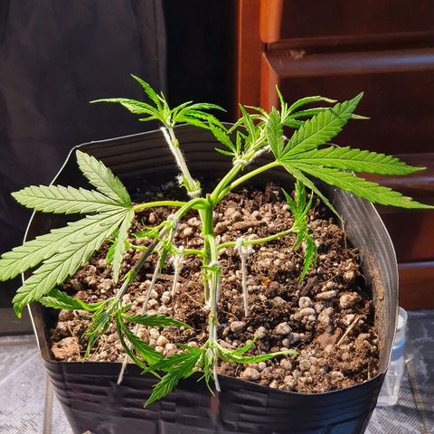 Prenseed #1 growlog timeline photo