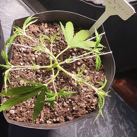 Prenseed #1 growlog timeline photo