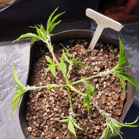 Prenseed #1 growlog timeline photo