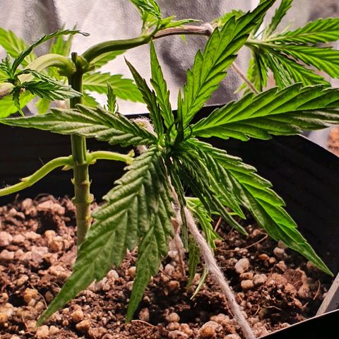 Prenseed #1 growlog timeline photo