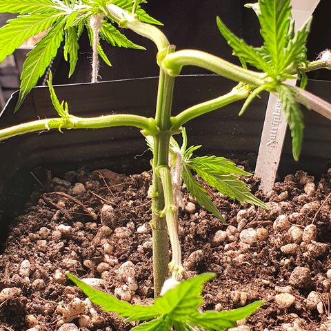 Prenseed #1 growlog timeline photo