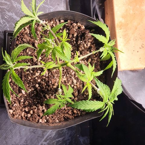 Prenseed #1 growlog timeline photo