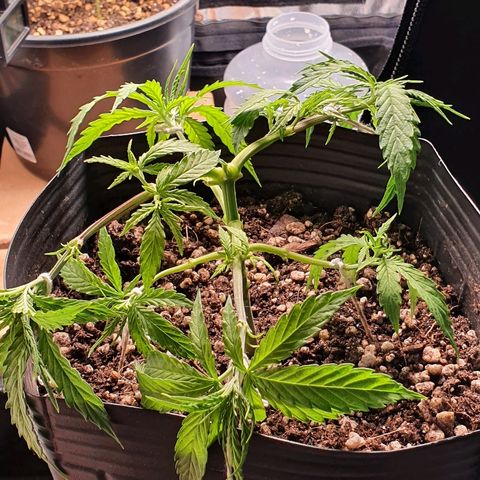 Prenseed #1 growlog timeline photo