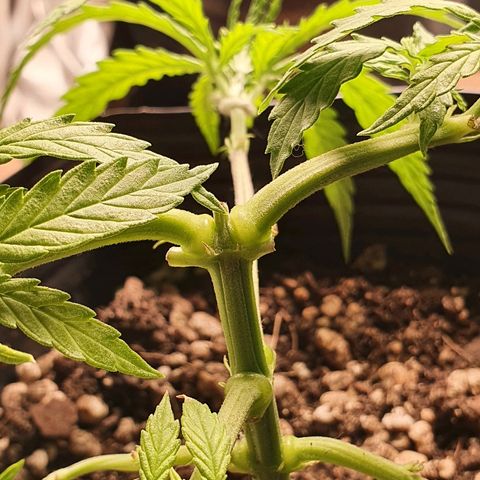 Prenseed #1 growlog timeline photo