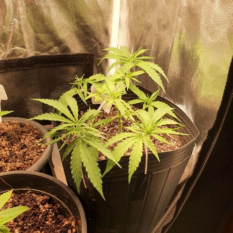 Prenseed #1 growlog timeline photo