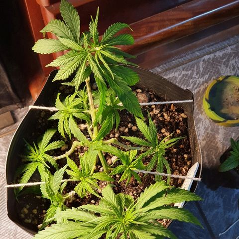 Prenseed #1 growlog timeline photo