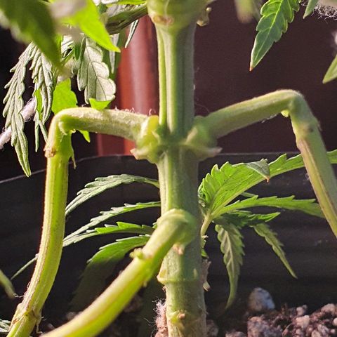 Prenseed #1 growlog timeline photo