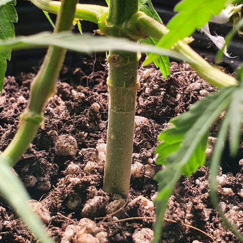 Prenseed #1 growlog timeline photo