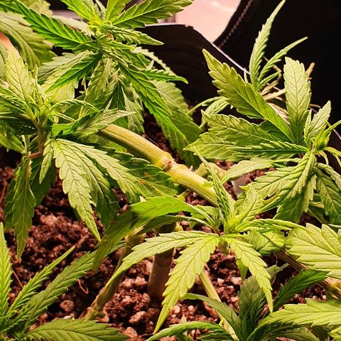 Prenseed #1 growlog timeline photo