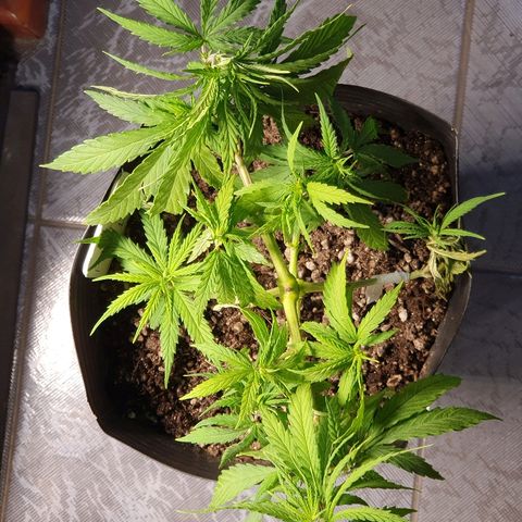 Prenseed #1 growlog timeline photo