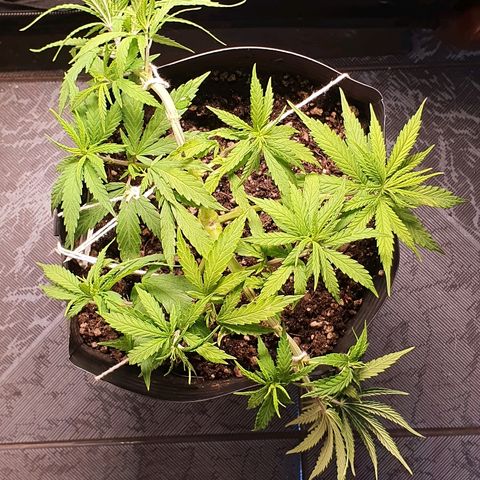Prenseed #1 growlog timeline photo