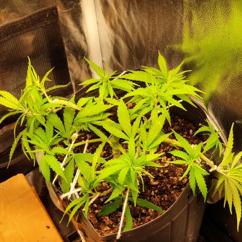 Prenseed #1 growlog timeline photo