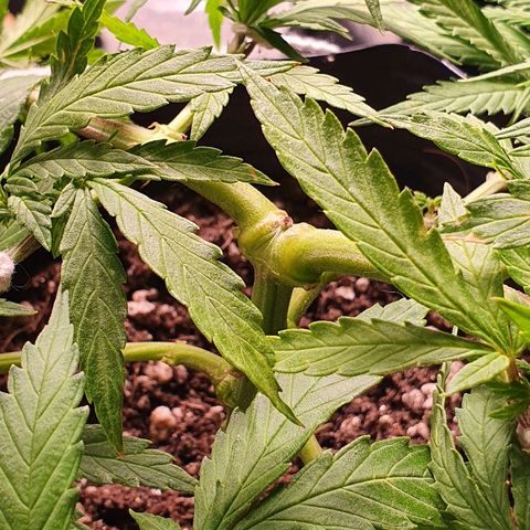 Prenseed #1 growlog timeline photo