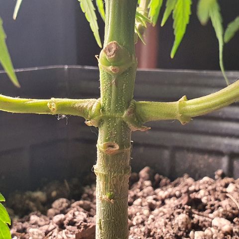 Prenseed #1 growlog timeline photo