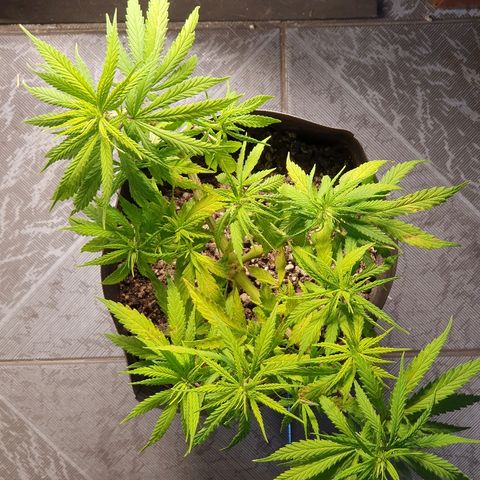 Prenseed #1 growlog timeline photo