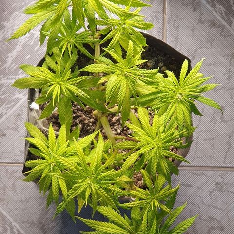 Prenseed #1 growlog timeline photo