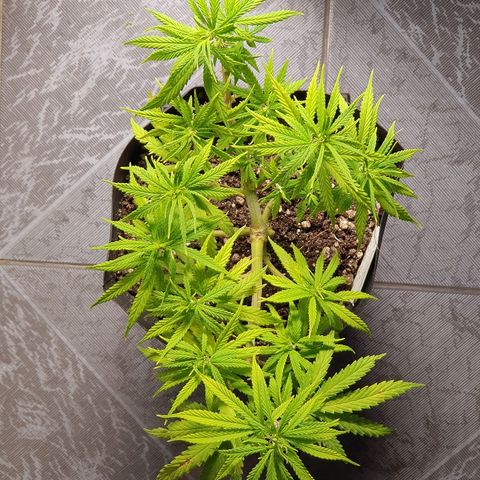 Prenseed #1 growlog timeline photo