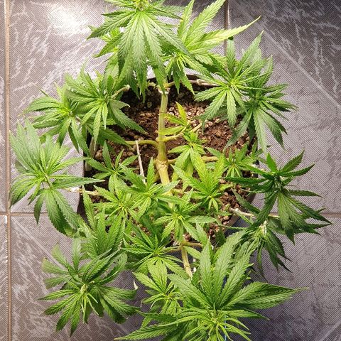 Prenseed #1 growlog timeline photo