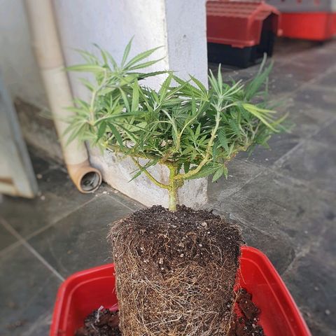 Prenseed #1 growlog timeline photo