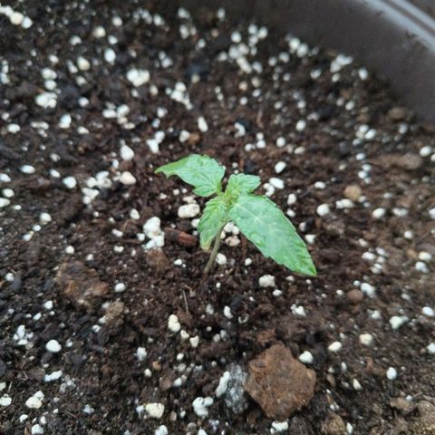 Wedding Cake growlog timeline photo