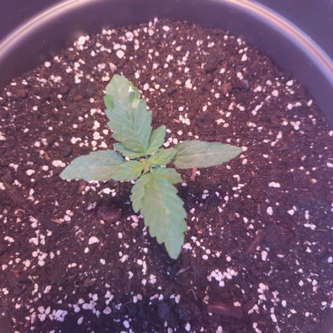 Wedding Cake growlog timeline photo