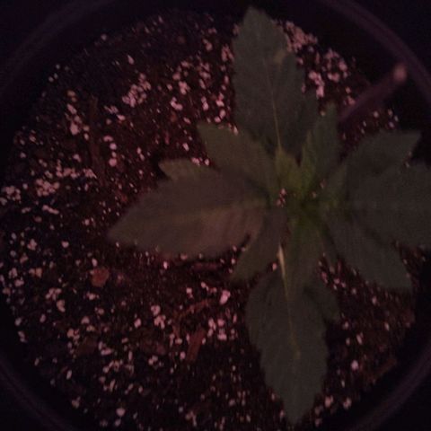 Wedding Cake growlog timeline photo