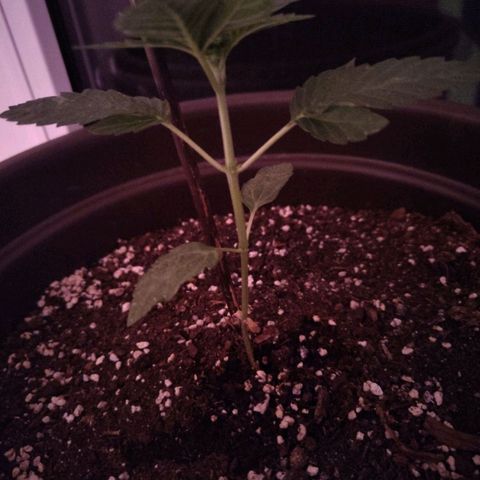 Wedding Cake growlog timeline photo
