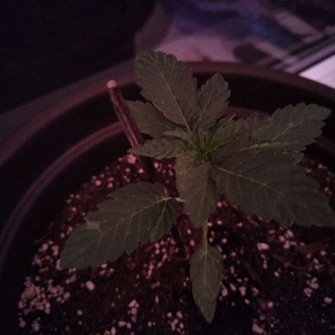 Wedding Cake growlog timeline photo