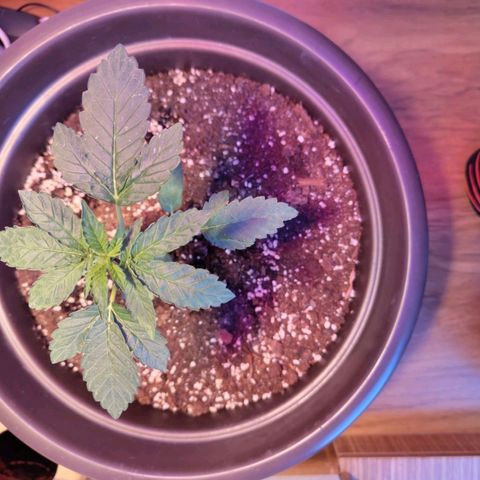 Wedding Cake growlog timeline photo
