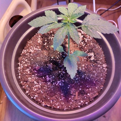 Wedding Cake growlog timeline photo