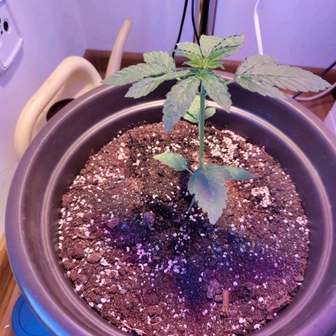 Wedding Cake growlog timeline photo