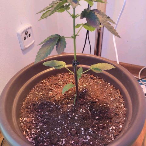 Wedding Cake growlog timeline photo