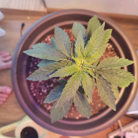 Wedding Cake growlog timeline photo