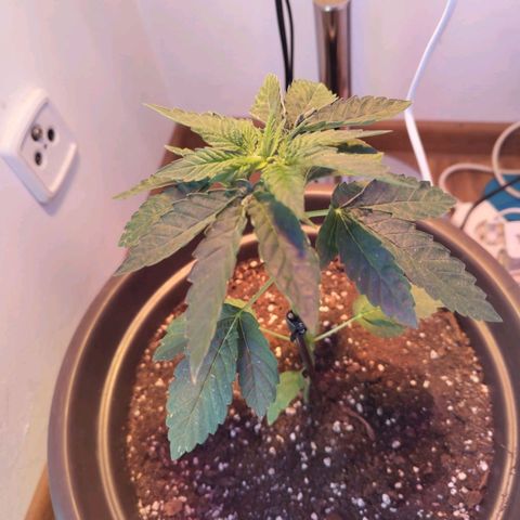 Wedding Cake growlog timeline photo