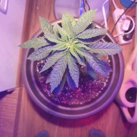 Wedding Cake growlog timeline photo