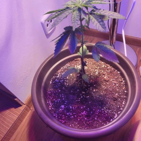 Wedding Cake growlog timeline photo