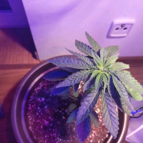 Wedding Cake growlog timeline photo