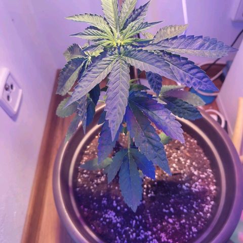 Wedding Cake growlog timeline photo