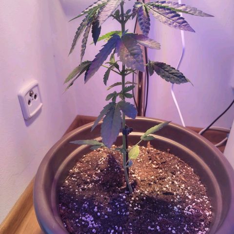 Wedding Cake growlog timeline photo
