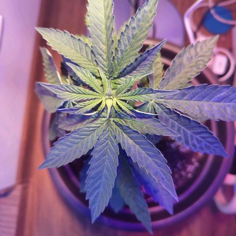 Wedding Cake growlog timeline photo