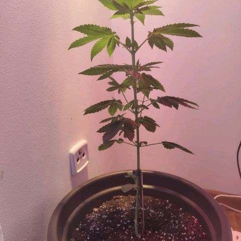 Wedding Cake growlog timeline photo