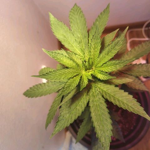 Wedding Cake growlog timeline photo