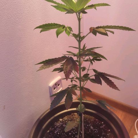 Wedding Cake growlog timeline photo