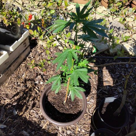 Wedding Cake growlog timeline photo