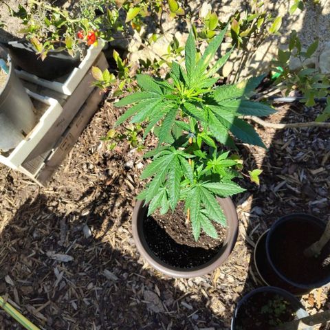 Wedding Cake growlog timeline photo