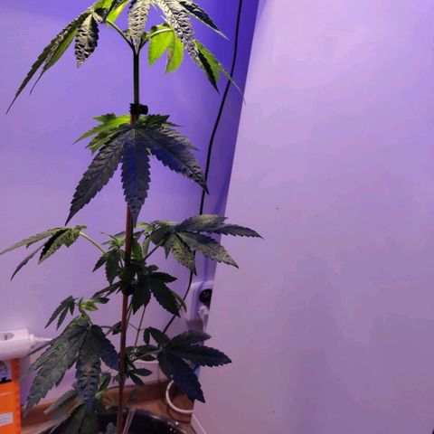 Wedding Cake growlog timeline photo
