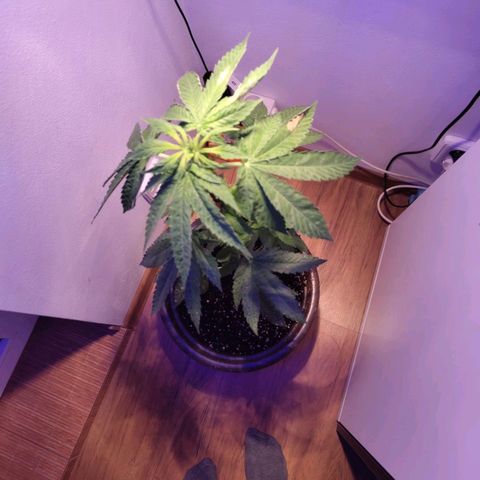 Wedding Cake growlog timeline photo