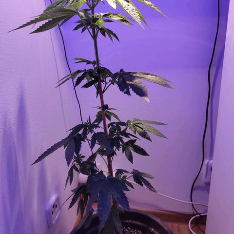 Wedding Cake growlog timeline photo