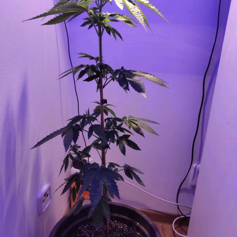 Wedding Cake growlog timeline photo