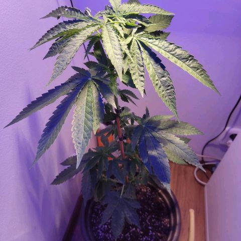 Wedding Cake growlog timeline photo